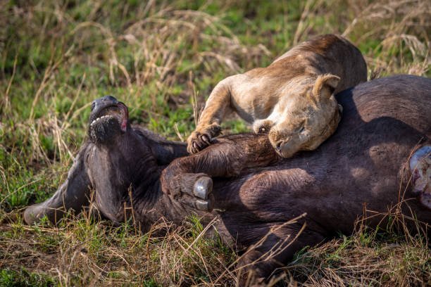 10 Days Northern Serengeti Fly-In Fly-Out Safari
