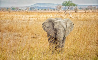 Tanzania Luxury Safari