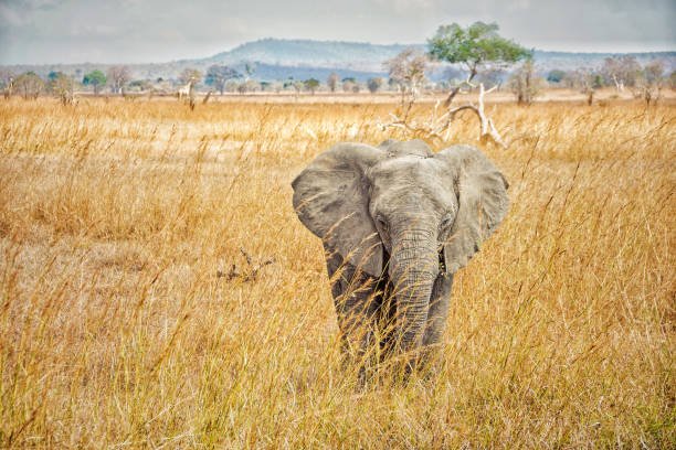 Tanzania Luxury Safari