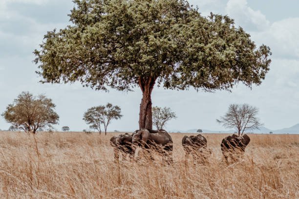 2-Day Mikumi Luxury Safari