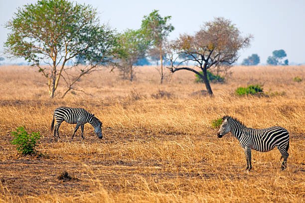 2-Day Mikumi Luxury Safari