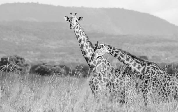 3-day Mikumi luxury safari from Zanzibar