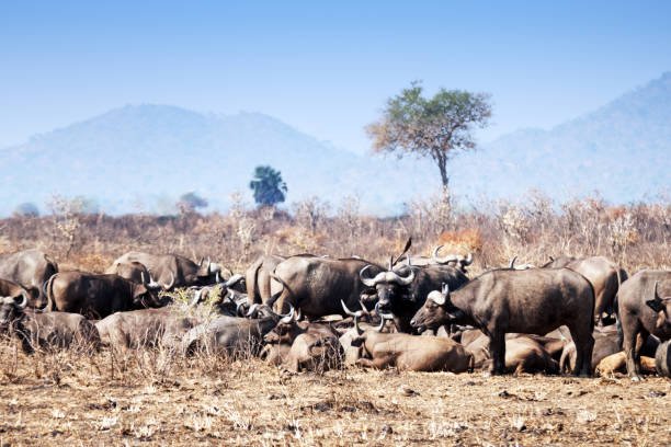 2-Day Mikumi Luxury Safari