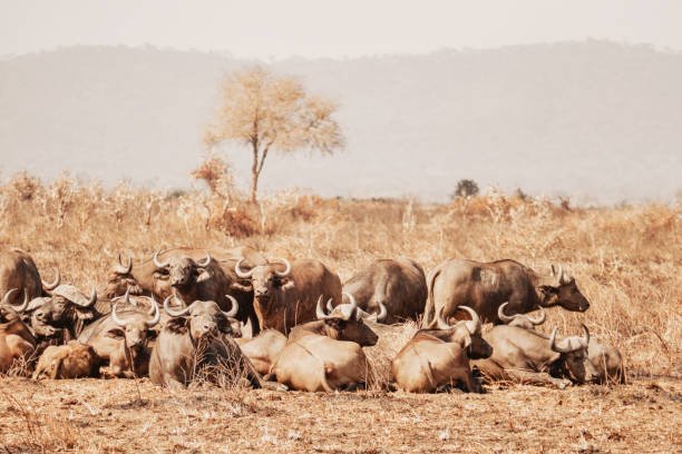 3-day Mikumi luxury safari from Zanzibar