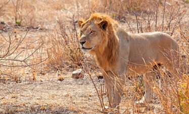 3-day Mikumi luxury safari from Zanzibar