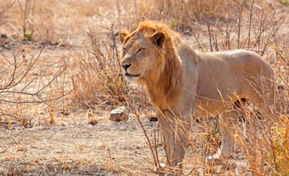 3-day Mikumi luxury safari from Zanzibar