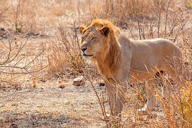3-day Mikumi luxury safari from Zanzibar