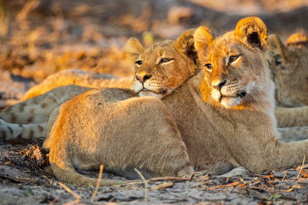 3 days luxury safari from dar es salaam
